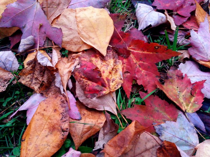 20141024_073842bsmall